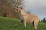 IRISH WOLFHOUND 355